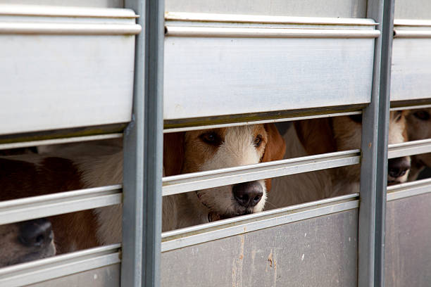 istock hounds in a trasport box 507772233