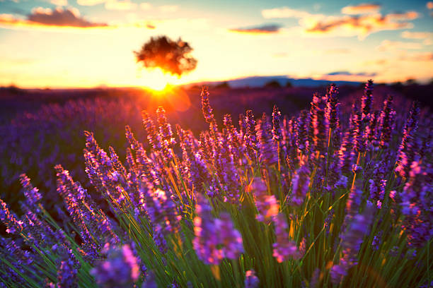 The Lavender route in Provence, France.   With setting sun giving sunburst from behind a tree.