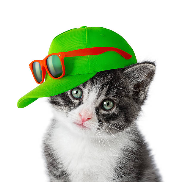 Kitten with green cap on white background