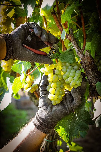 istock Harvest of white chardonnay grapes 507774137