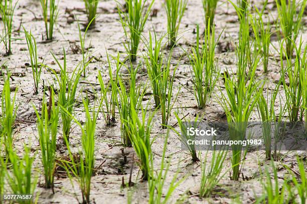 Young Sprout In Field Rice Stock Photo - Download Image Now - Agriculture, Asia, Farm