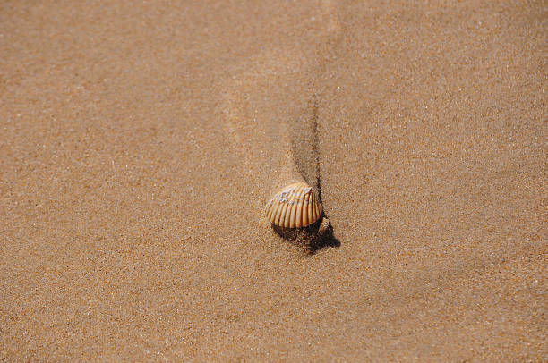 istock mussel on the beach 507790519