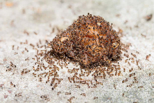 istock Close up of red imported fire ants 507791101