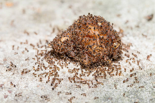 zbliżenie czerwone zaimportowane fire mrówek. - gaster zdjęcia i obrazy z banku zdjęć