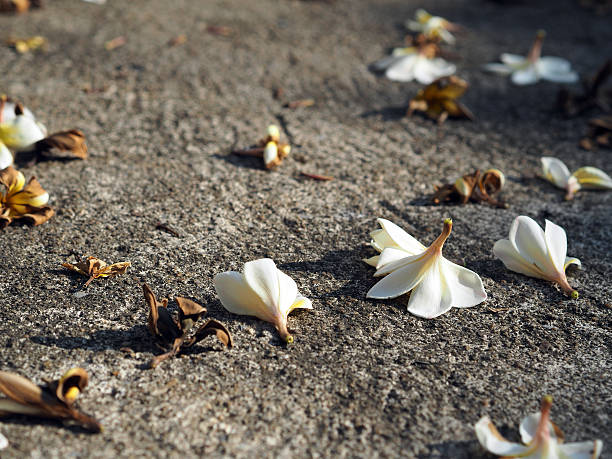 istock Plumeria Frangipani fallen lying on the ground 507793188