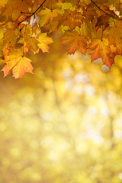 istock Blurred background with maple leaves at the top 507793409