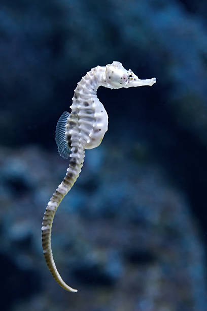 istock Big-belly seahorse (Hippocampus abdominalis) 507793426