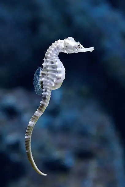 Big belly seahorse swimming in its natural habitat