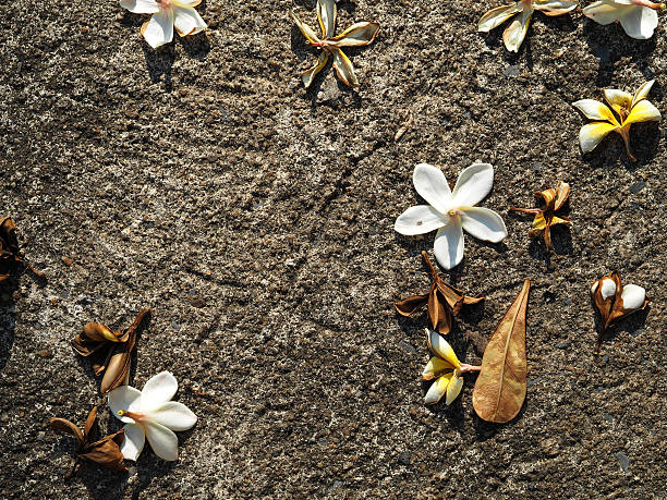 istock Plumeria Frangipani fallen lying on the ground 507793538