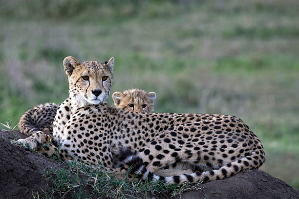istock Cheetah Mother and Cub 507793617