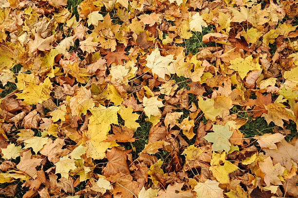 istock Autumnal Maple leaves on the grass 507793709