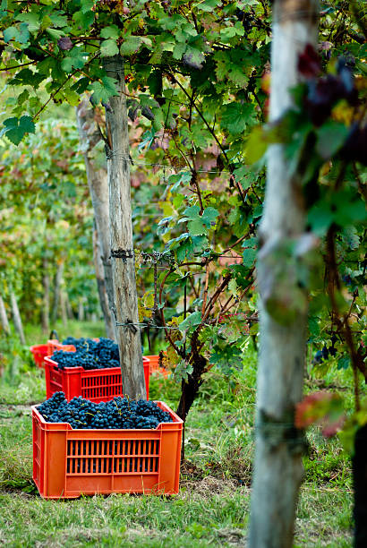 корзина с виноградом в виноградники - filari стоковые фото и изображения
