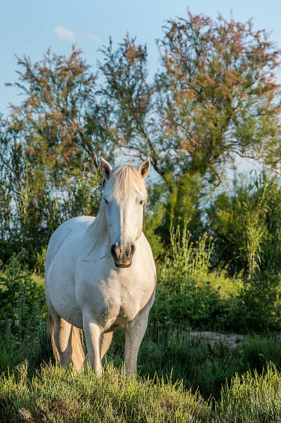istock The white horse portrait 507793936