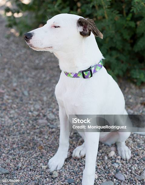 Biały Whippet Beagle Pies - zdjęcia stockowe i więcej obrazów Beagle - Beagle, Biały, Cała postać