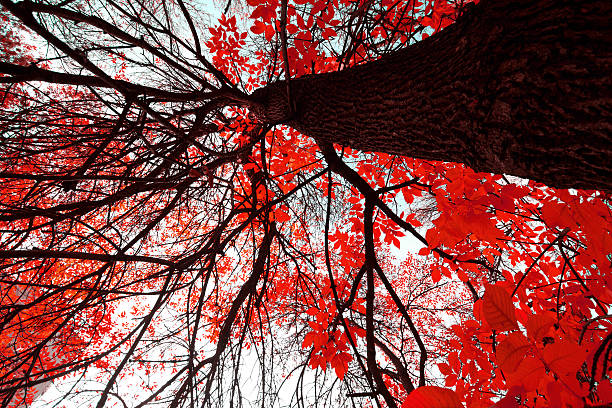 istock spring night infrared photography. 507794695