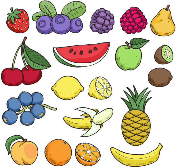 カラフルなフルーツやベリーの手描きスケッチスタイルです。 - freshness food serving size kiwi点のイラスト素材／クリップアート素材／マンガ素材／アイコン素材