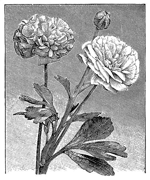 istock Antique illustration of Ranunculus asiaticus (Persian buttercup) 507795623