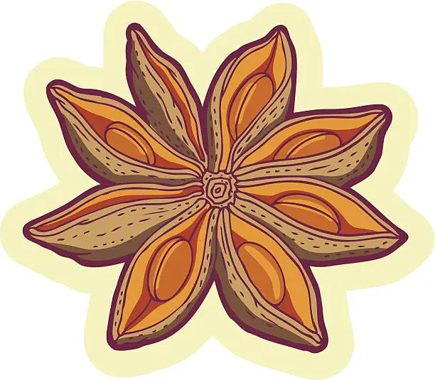Vector illustration of anise