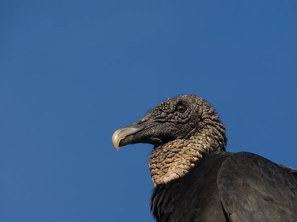 istock Portrait of a vulture 507796376