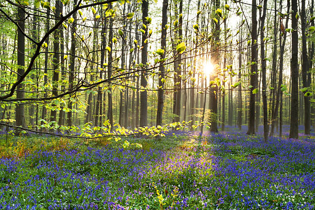 morning sunlight in forest with bluebell flowers morning sunlight in forest with bluebell flowers, Belgium halle north rhine westphalia stock pictures, royalty-free photos & images