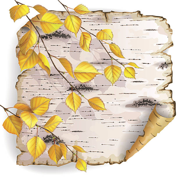 illustrazioni stock, clip art, cartoni animati e icone di tendenza di corteccia di betulla foglie e - bark birch vector scroll