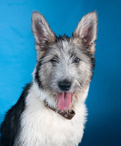 istock Gray shaggy dog collared on blue 507797647