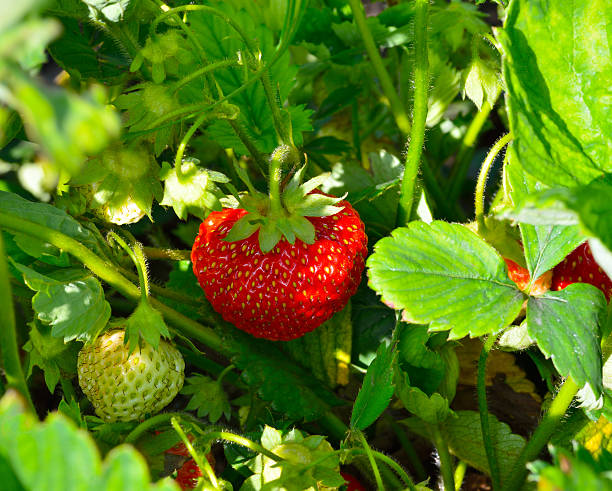 istock ripe strawberries in the garden 507798036
