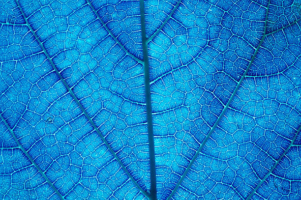 It is Design on leaf texture for pattern and background. stock photo