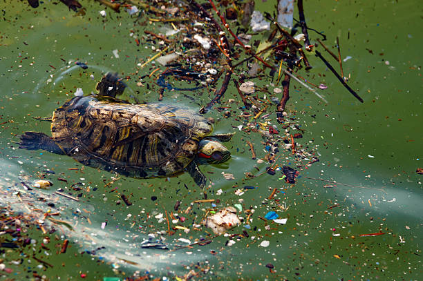istock turtle in the dirty sea 507799424