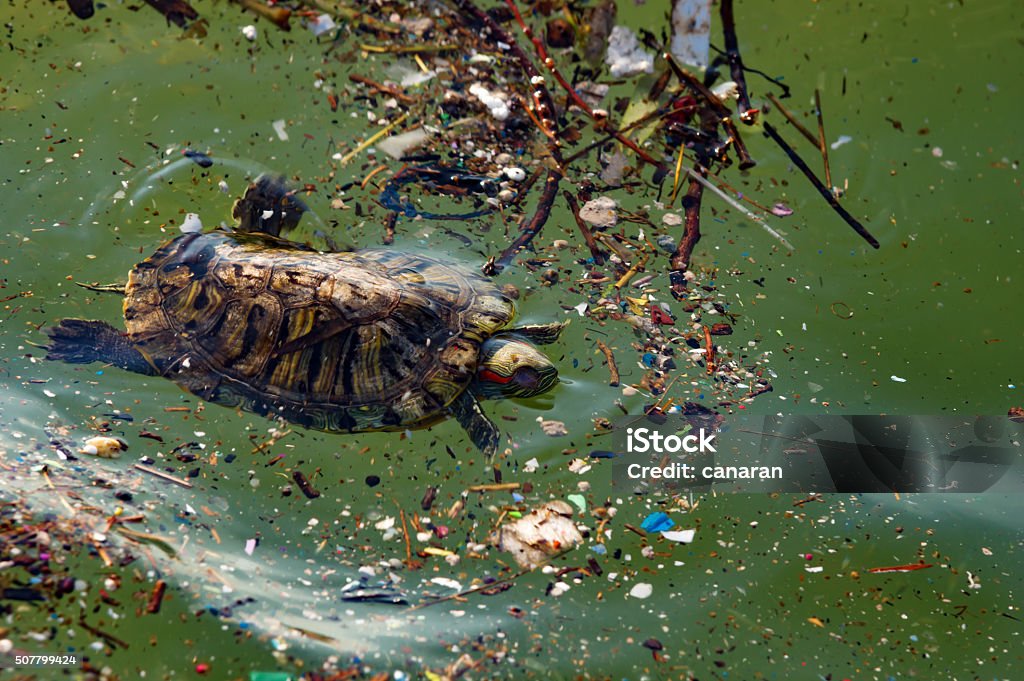turtle in the dirty sea Pollution Stock Photo