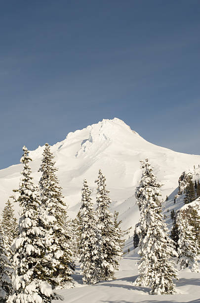 istock Mount Hood with Snow Covered Trees, Vertical 507800608