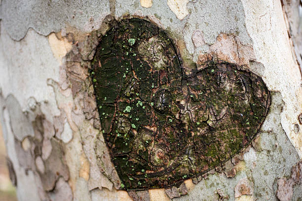 istock Heart shape of love on a tree in the forest 507800696