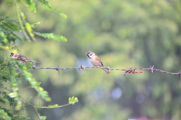 istock Bird sparrow in nature place 507801204