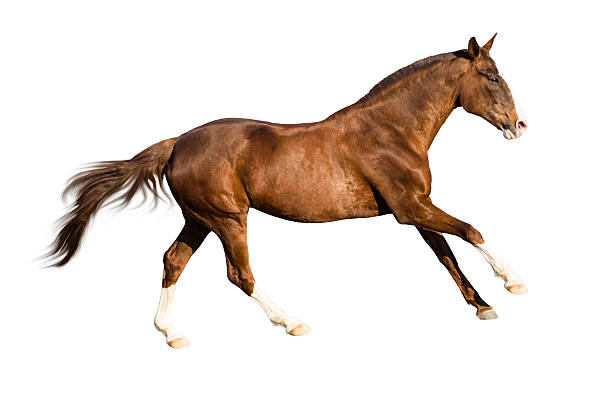istock isolate of the red horse 507801240