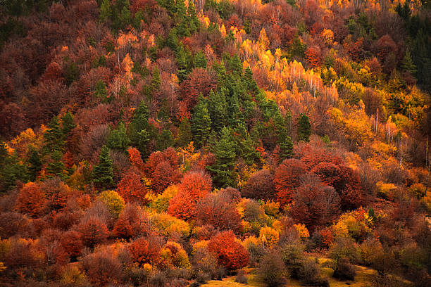 padrões de natureza, árvores de outono coloridas - famous place appalachian mountains autumn awe imagens e fotografias de stock