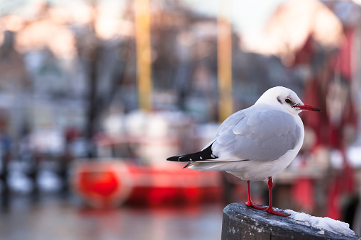 Seagull standing at a pillar at evening light in cold winter and small town harbor background