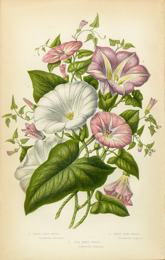 Very Rare, Beautifully Illustrated Antique Engraved Morning Glory, Bindweed, Sea Bindweed, Victorian Botanical Illustration, from The Flowering Plants and Ferns of Great Britain, Published in 1846. Copyright has expired on this artwork. Digitally restored.