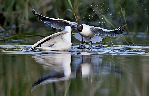 negro gaviota de cabeza abajo de estar en el agua - common black headed gull fotografías e imágenes de stock