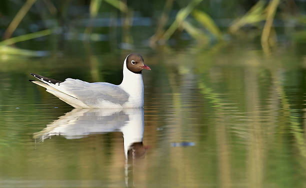 gaviota reidora sobre el agua - common black headed gull fotografías e imágenes de stock