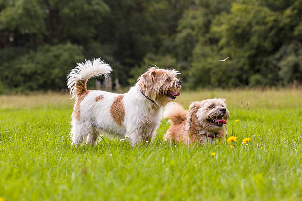 istock two happy little dogs 507803008