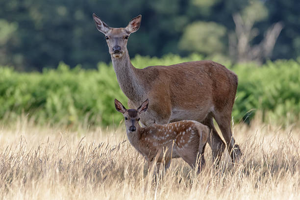 istock Red Deer (Cervus elaphus) calf with mother 507803322