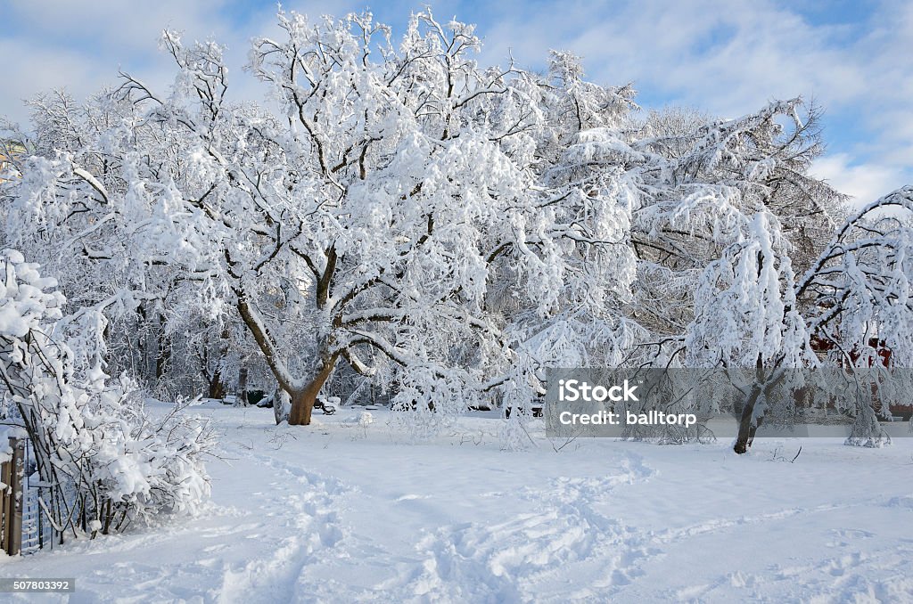 winter in sweden with snow on the tree winter in sweden with snow on the tree and blue sky Blue Stock Photo