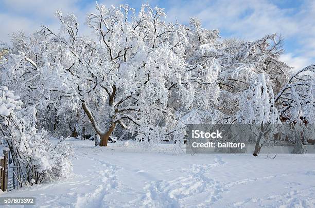 Winter In Sweden With Snow On The Tree Stock Photo - Download Image Now - Blue, Cultures, Decoration