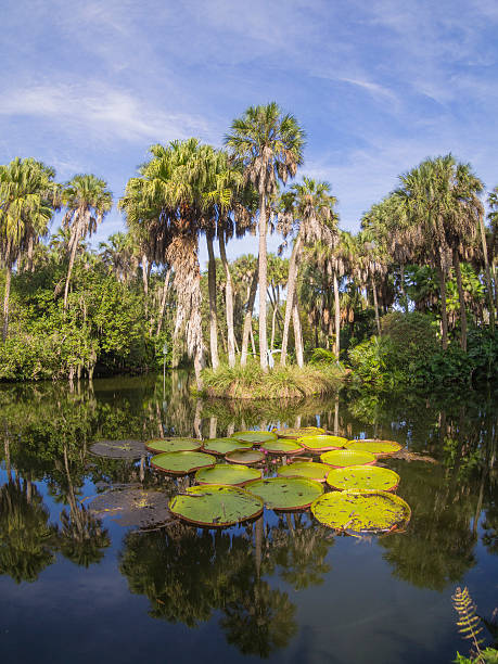 istock Landscape with trees and lake 507803894