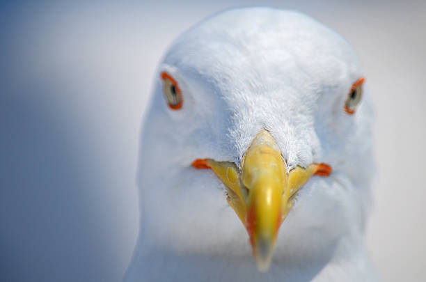 istock Close up of a Sea gull 507805092