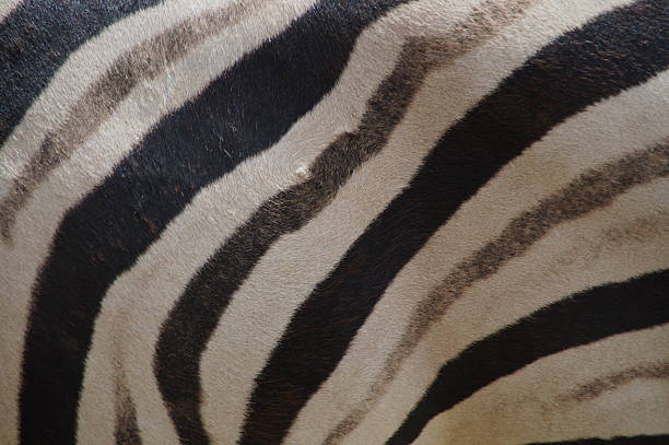 istock Real zebra skin - fur coat texture 507815489
