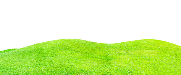 istock green grass field isolated on white 507815495