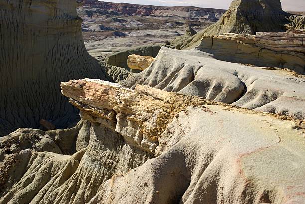 istock Petrified wood in Patagonia 507815577