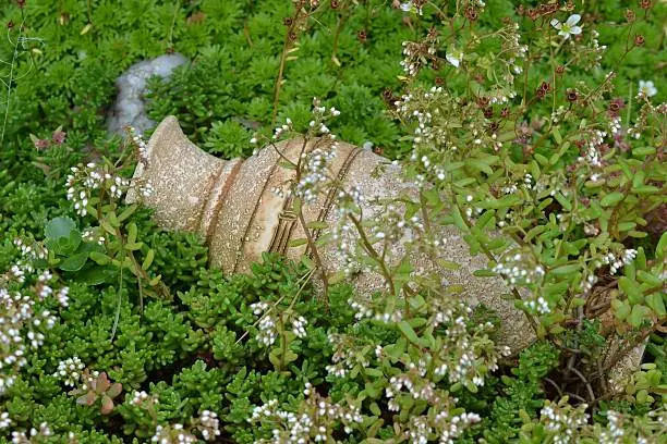 Ceramic amphora betwen the garden flowers, history in the grass, decorative image