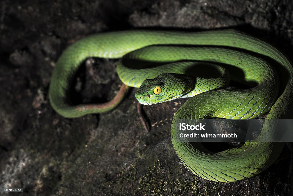 Green Tree Python Close-up of Green Tree Python. Aggression Stock Photo